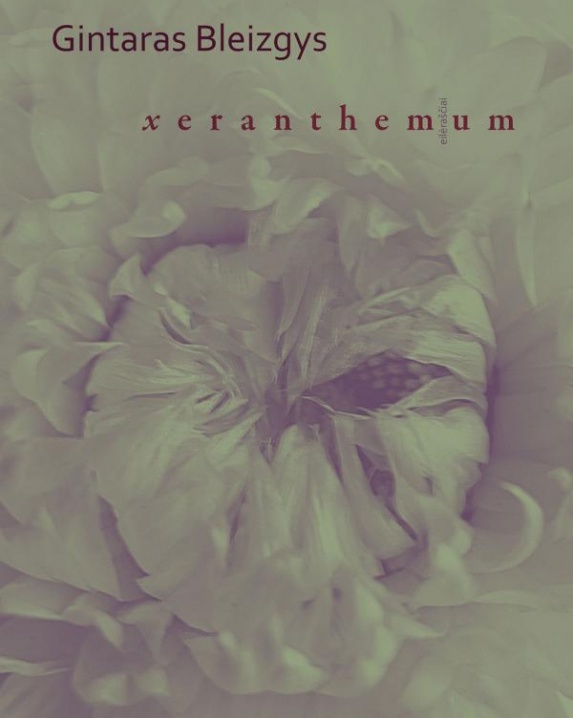 Xeranthemum